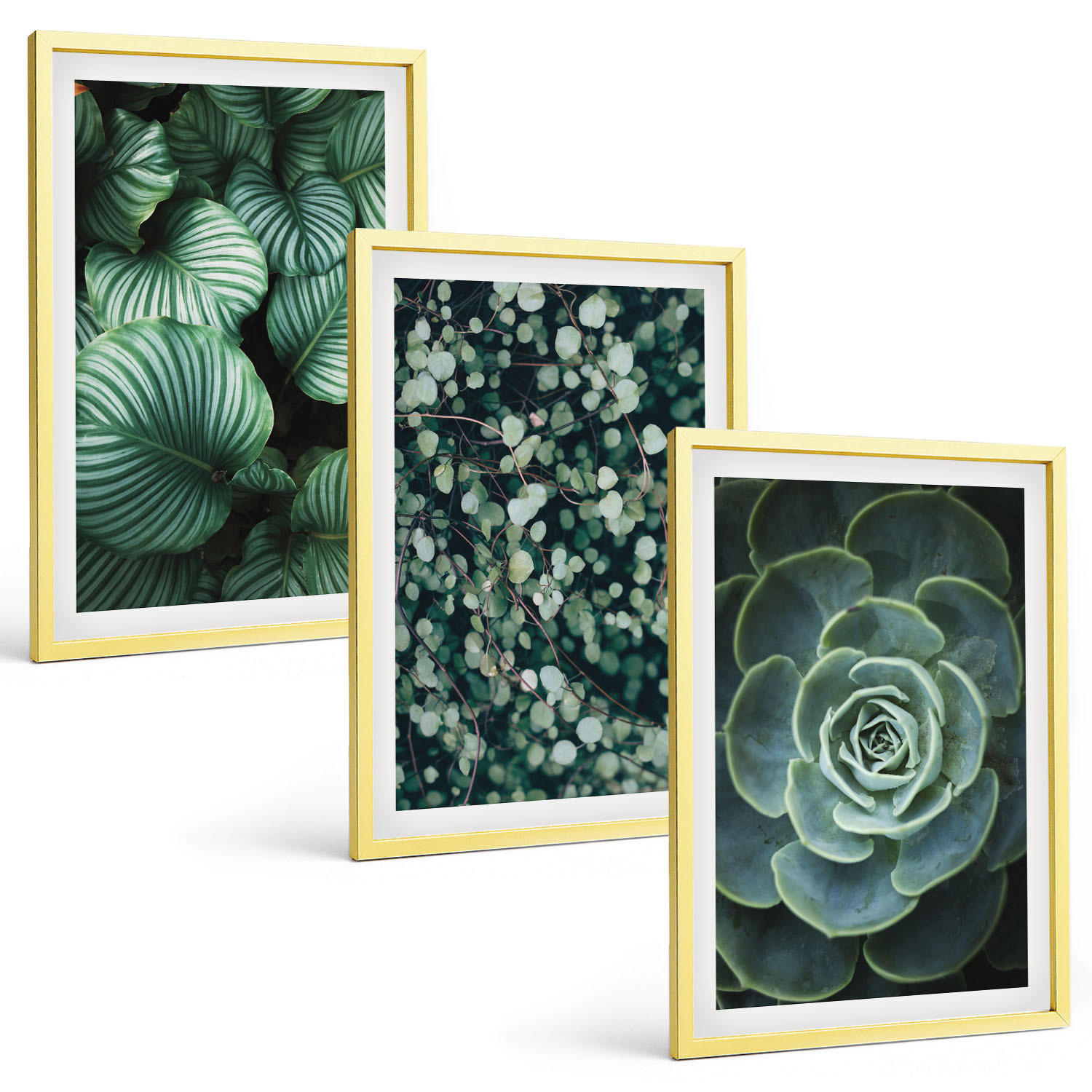 BILDER SET 3er Set - 40x60 cm Goldrahmen - Sukkulenten im Stil grüner Blätter - Goldfarben, Kunststoff (40/60cm) - TULUP
