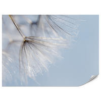FOTOTAPETE für Schlafzimmer Zarte Löwenzahnblüten im Wind 400x280 - Braun/Weiß, Papier (400/280cm) - Muralo