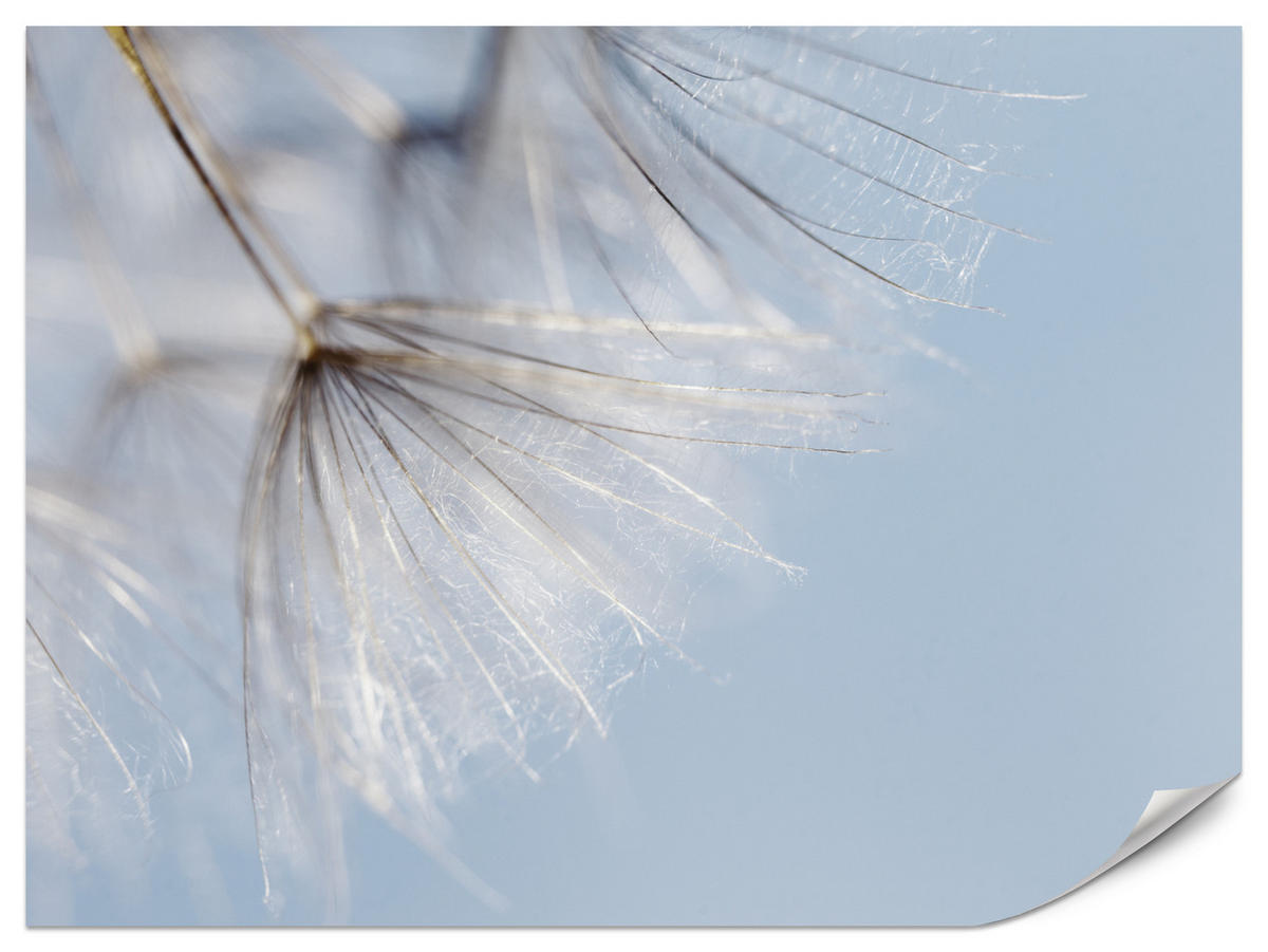 FOTOTAPETE für Schlafzimmer Zarte Löwenzahnblüten im Wind 400x280 - Braun/Weiß, Papier (400/280cm) - Muralo
