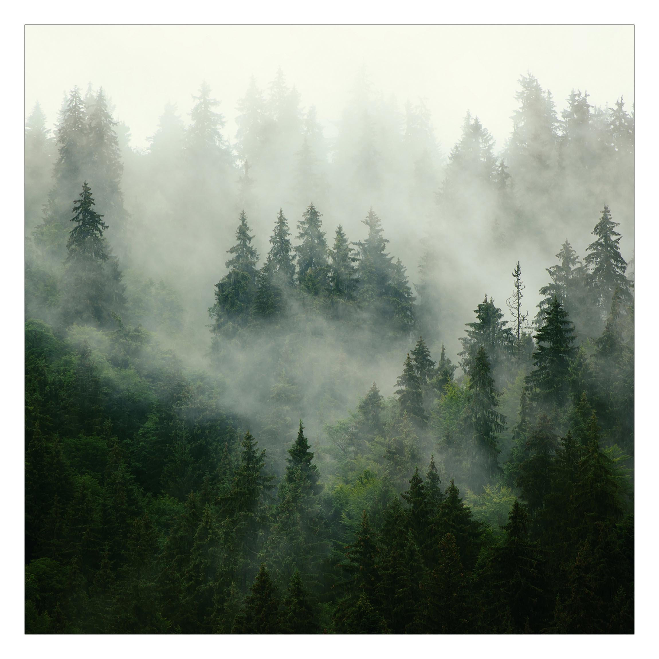 FOTOTAPETE Tiefgrüner Tannenwald im Nebel 192/192 cm - Grün, Papier (192/192cm) - Bilderwelten