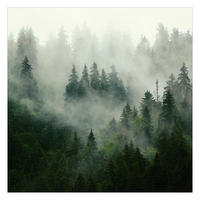 FOTOTAPETE Tiefgrüner Tannenwald im Nebel 240/240 cm - Grün, Papier (240/240cm) - Bilderwelten