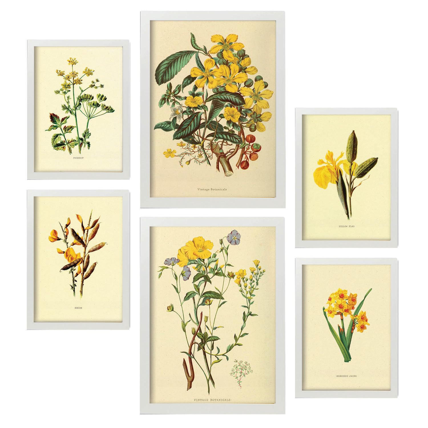 POSTER Set Mit 6 Gelbe Blumen 2 In Vintage A3 & A4 Weißer Rahmen - Weiß, Papier (29/3cm) - Nacnic