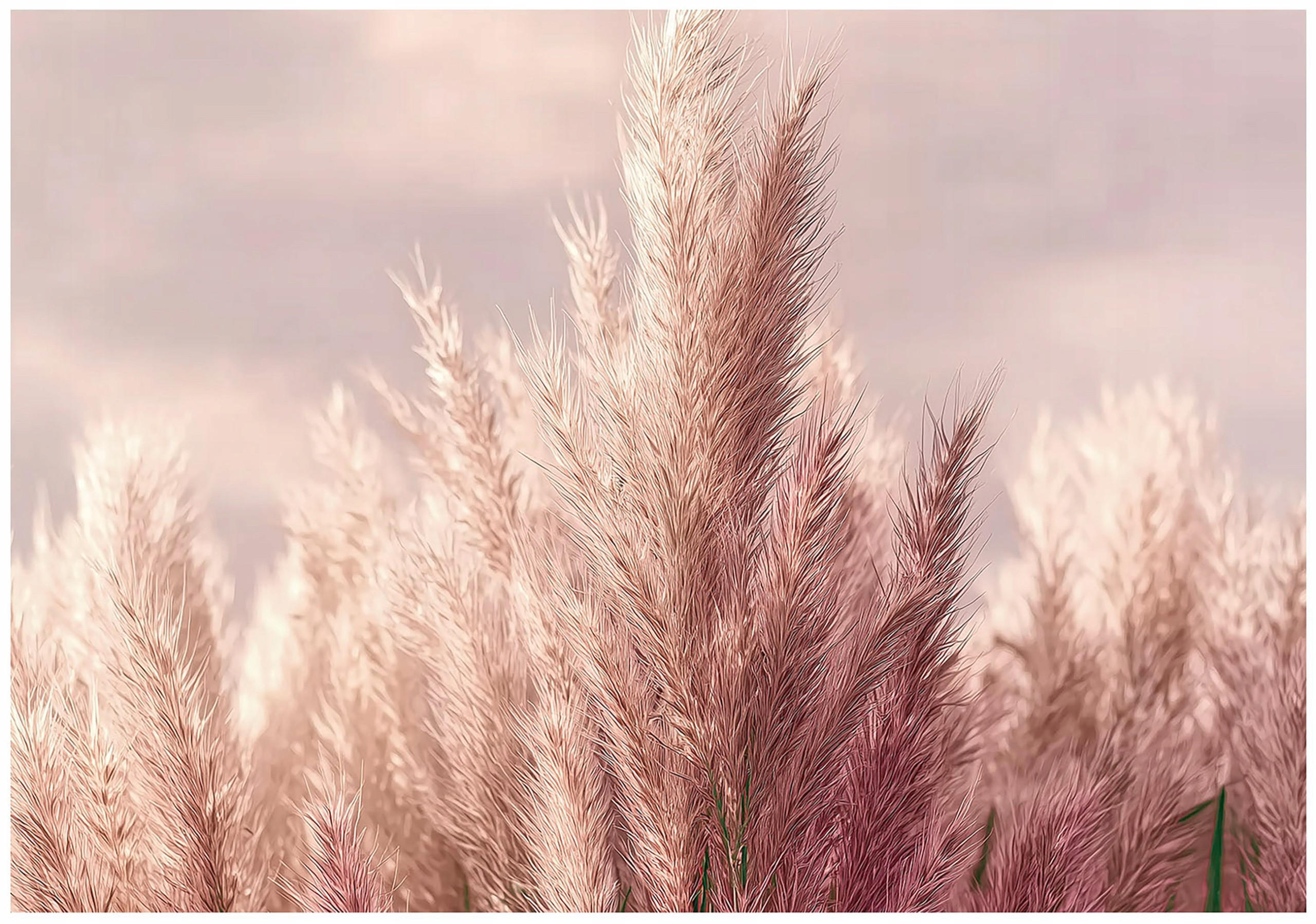 FOTOTAPETE Gras Boho Natur 400x280 - Multicolor, Papier (400/280cm) - Wallarena