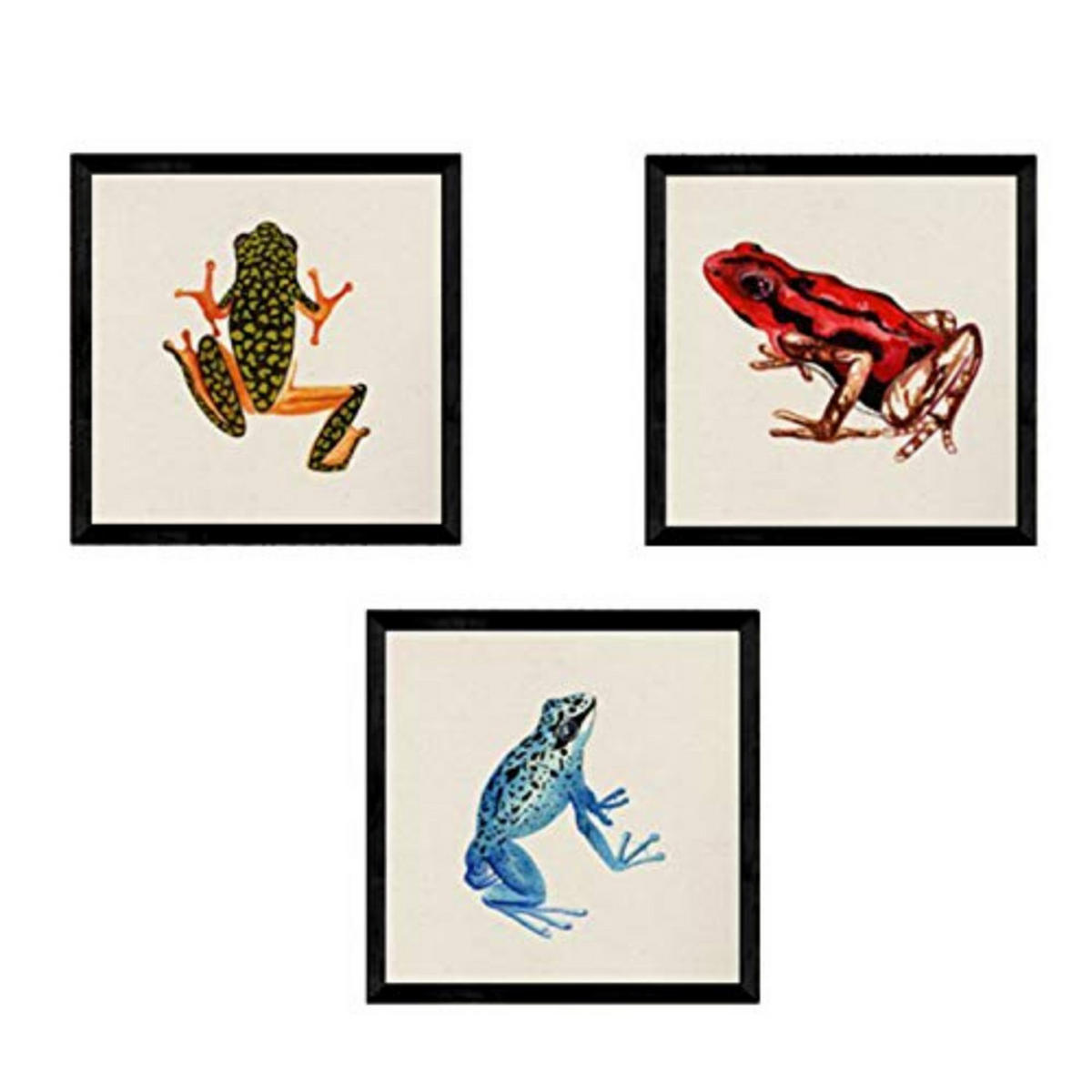 POSTER Set Mit 3 Frösche Natur 25X25cm Schwarzer Rahmen - Schwarz, Papier (25/5/25cm) - Nacnic