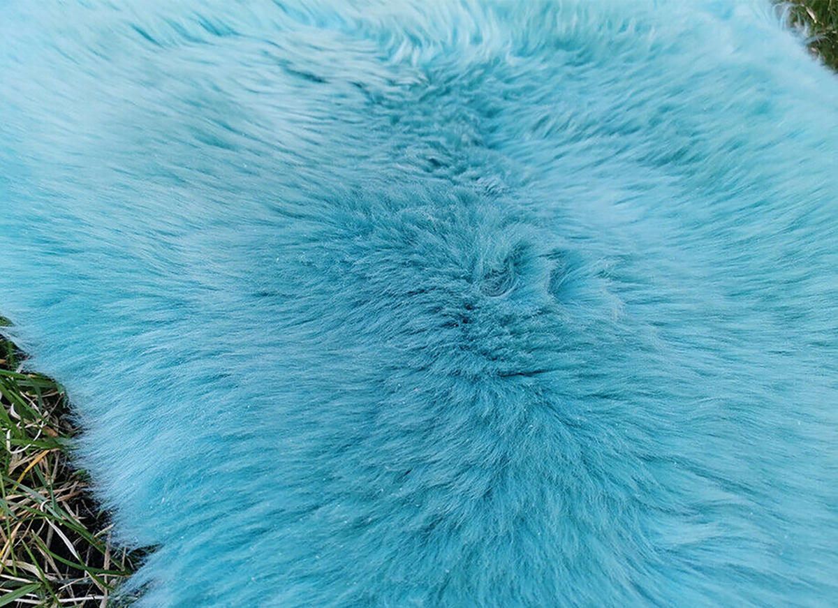 FELL Öko Lammfell Schaffell Türkis Hellblau ca. 90 cm - Türkis/Hellblau, Fell (50/90cm) - Provellus