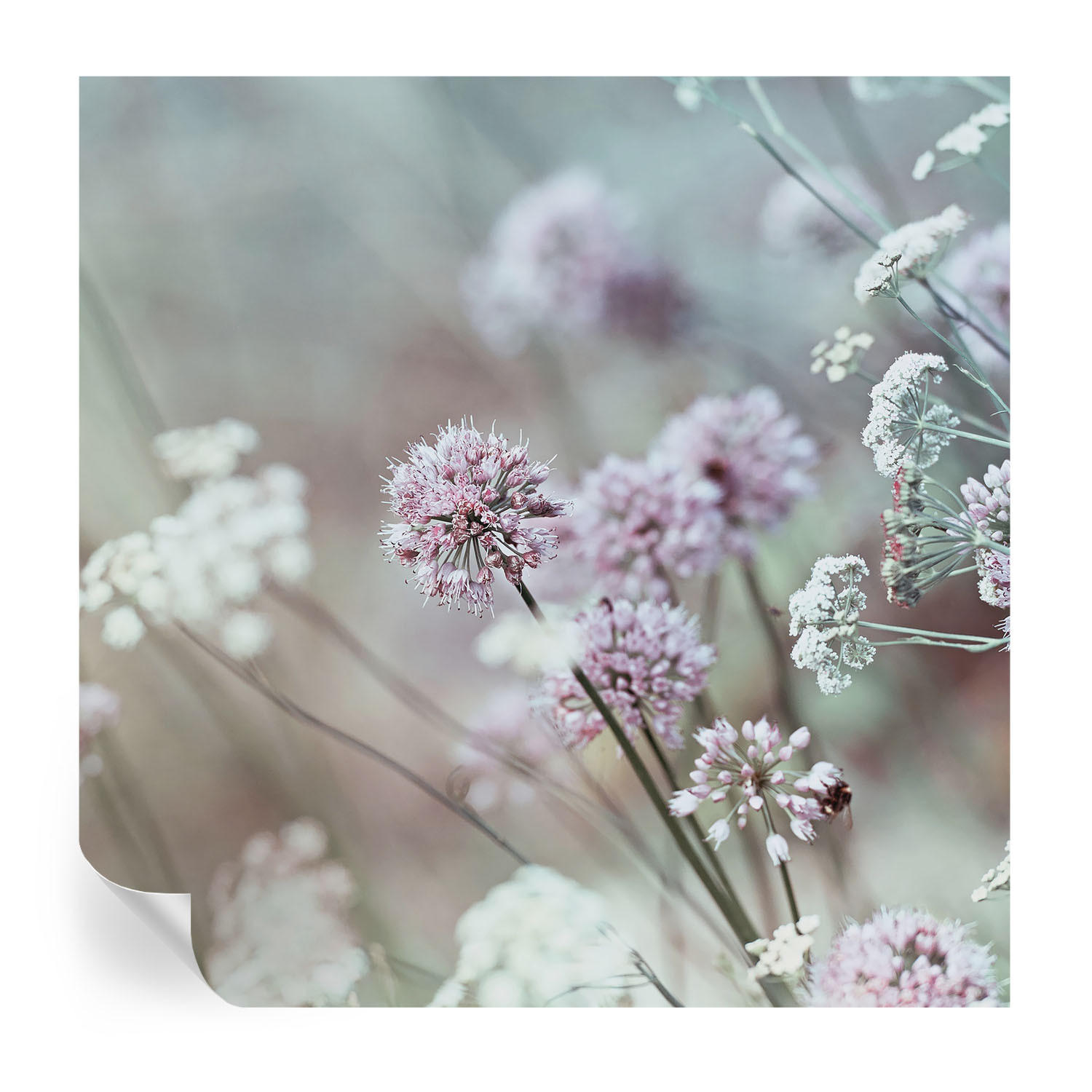 FOTOTAPETE 250x250 cm - Wildblumen - Weiß, Textil (250/250cm) - Wallfluent