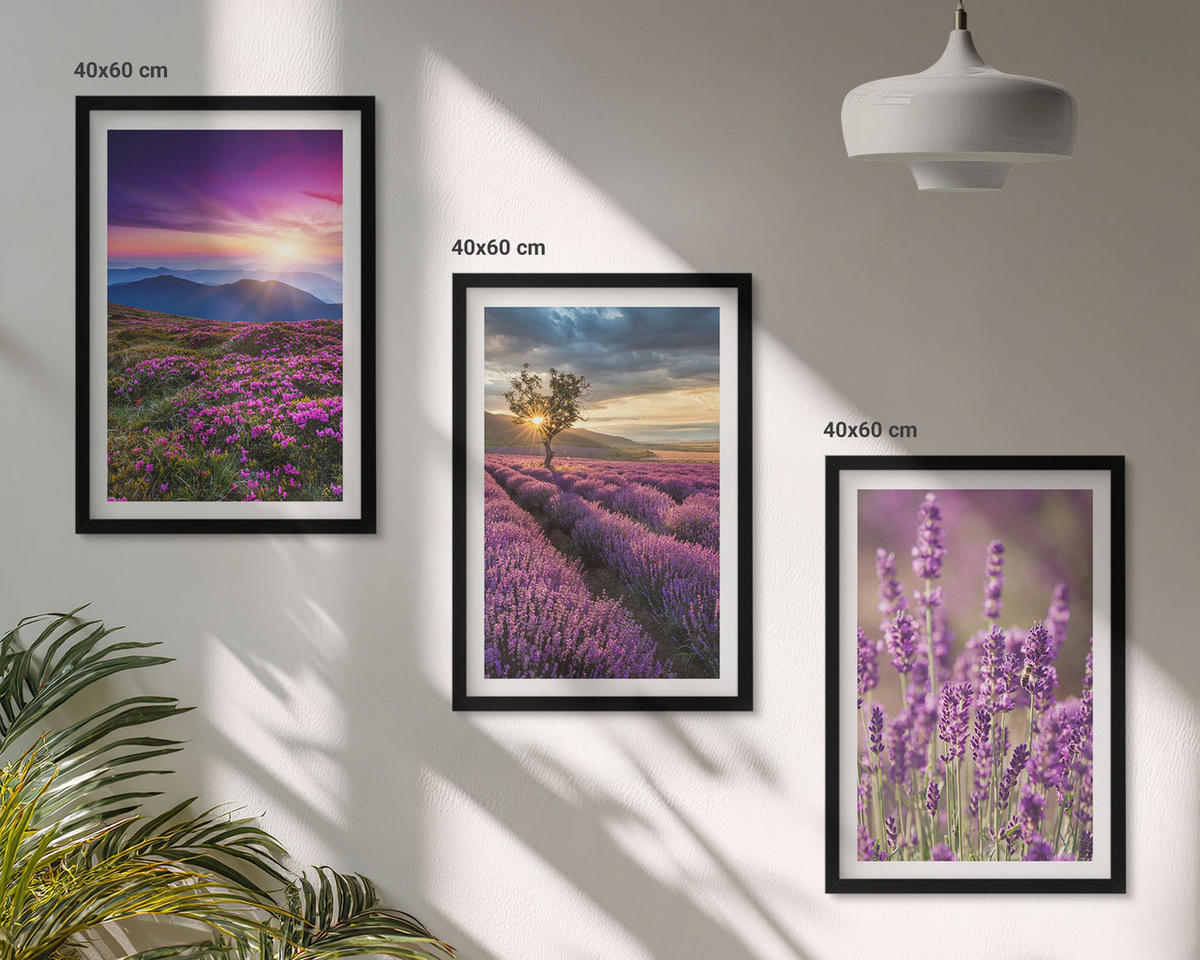 BILDER SET 3er Set - 40x60 cm Schwarzer Rahmen - Sonnenuntergang auf Lavendelfeldern - Schwarz, Kunststoff (40/60cm) - TULUP