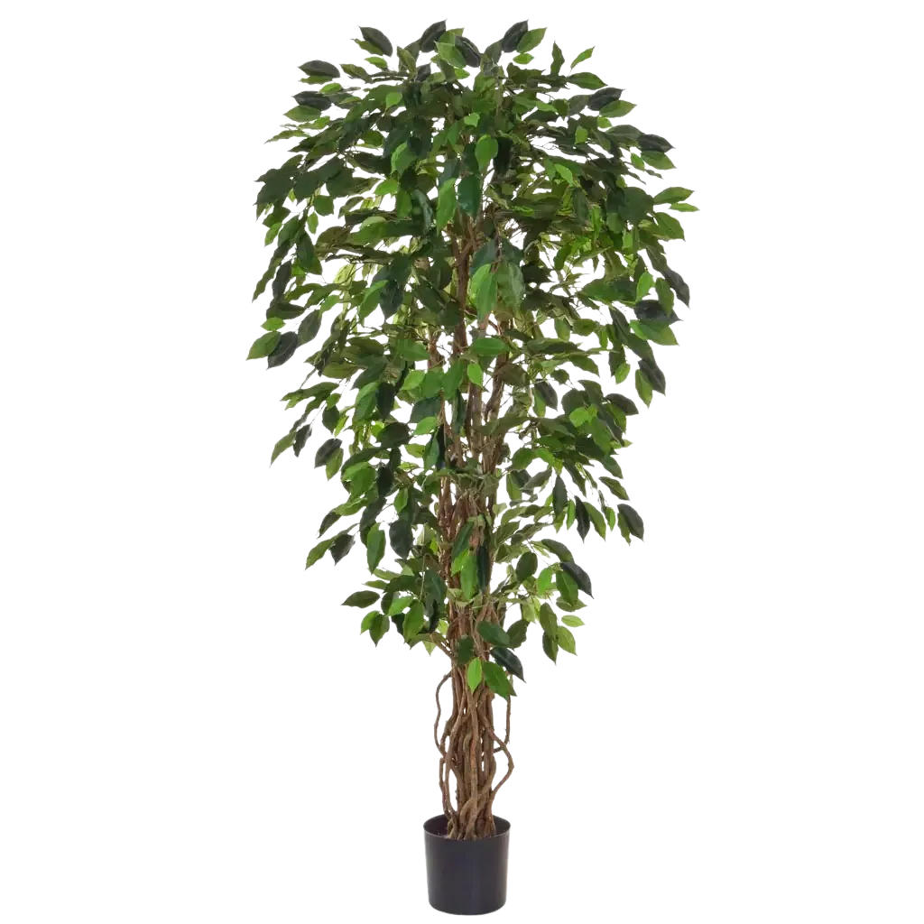 KUNSTBAUM Künstlicher Ficus - Norbert 150 cm - Grün, Kunststoff (150cm) - aplanta