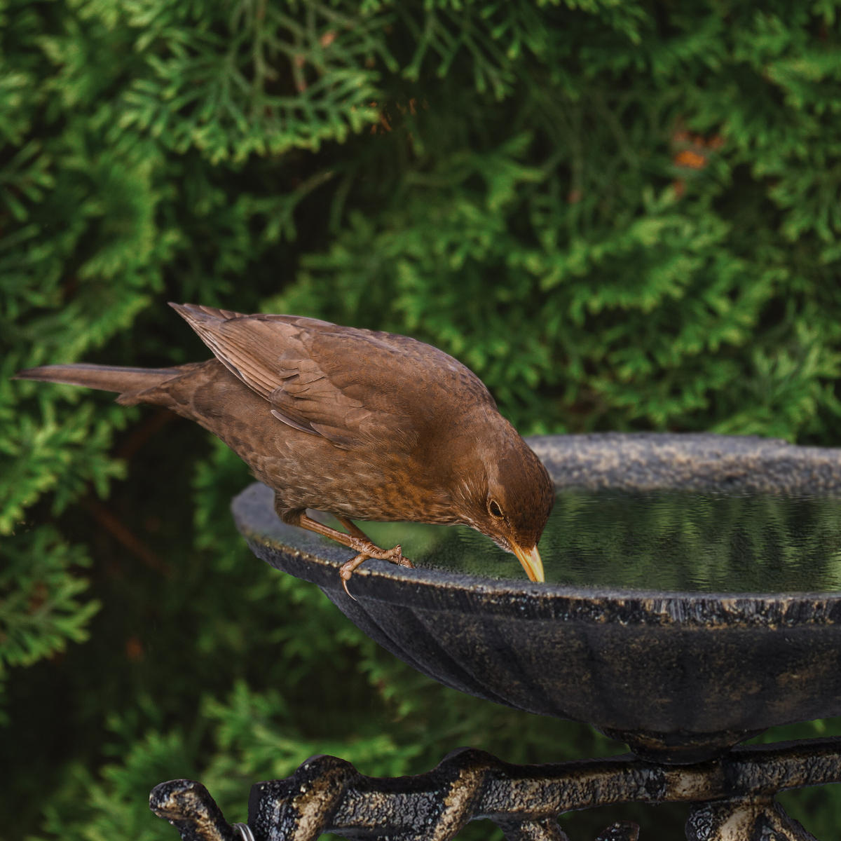 VOGELTRÄNKE - Braun, Metall (14/26.5/22.5cm) - Relaxdays