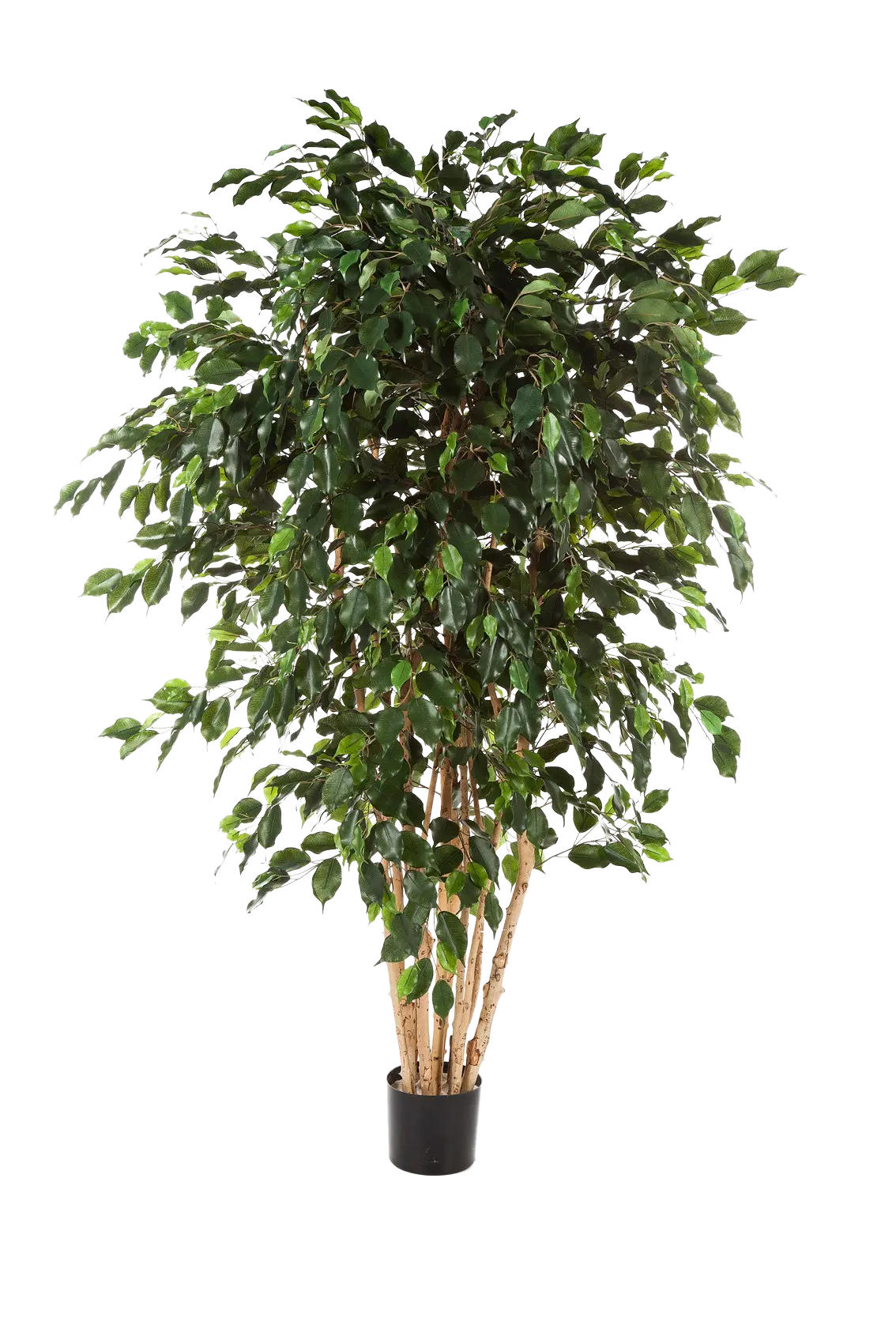 KÜNSTLICHER Ficus - Joel 180 cm - Grün, Kunststoff (180cm) - aplanta