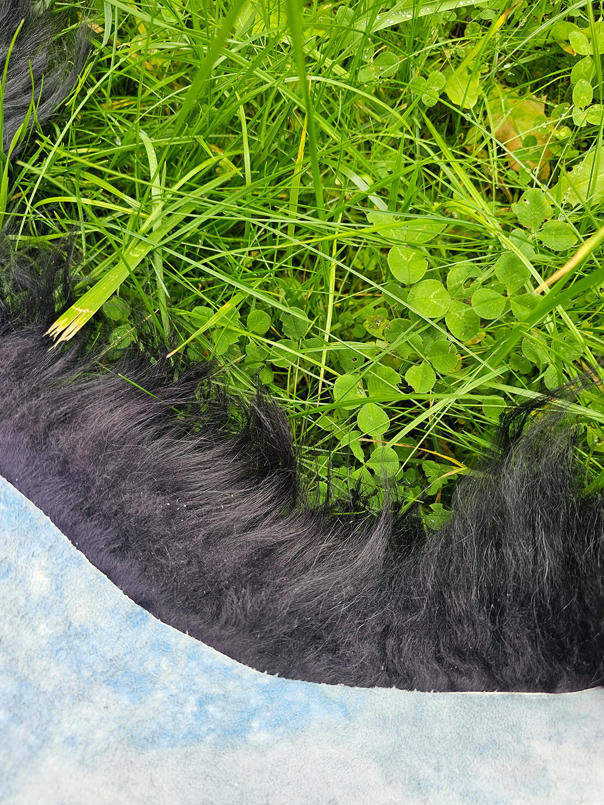 SCHAFFELL Island Anthrazit Schwarz geschoren ca. 120 cm - Anthrazit/Schwarz, Fell (70/120cm) - Provellus