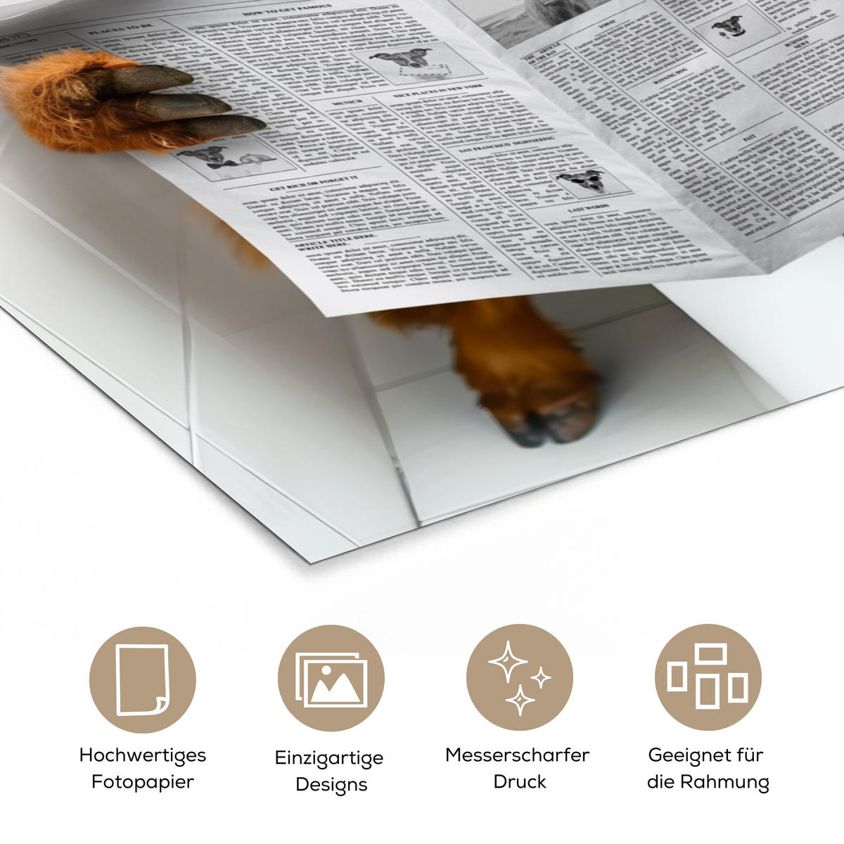 POSTER Schottisches Hochlandrind - Tier - Zeitung - Toilette 30x40 cm - Kastanienfarben, Papier (30/40/0.1cm) - MuchoWow