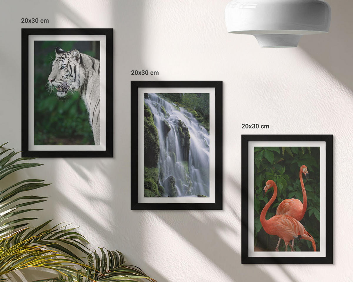 WANDBILDER 3er-Set - 20x30 cm Schwarzer Rahmen - Tiger Wasserfall Flamingos Natur - Schwarz, Kunststoff (20/30cm) - ArtPrintCave