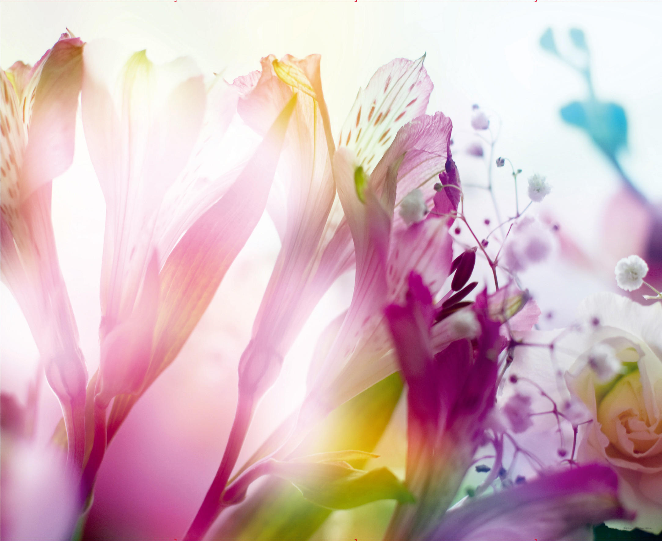 FOTOTAPETE Blumen 375 x 270 cm - Pink, Papier (375/270cm) - Sanders & Sanders