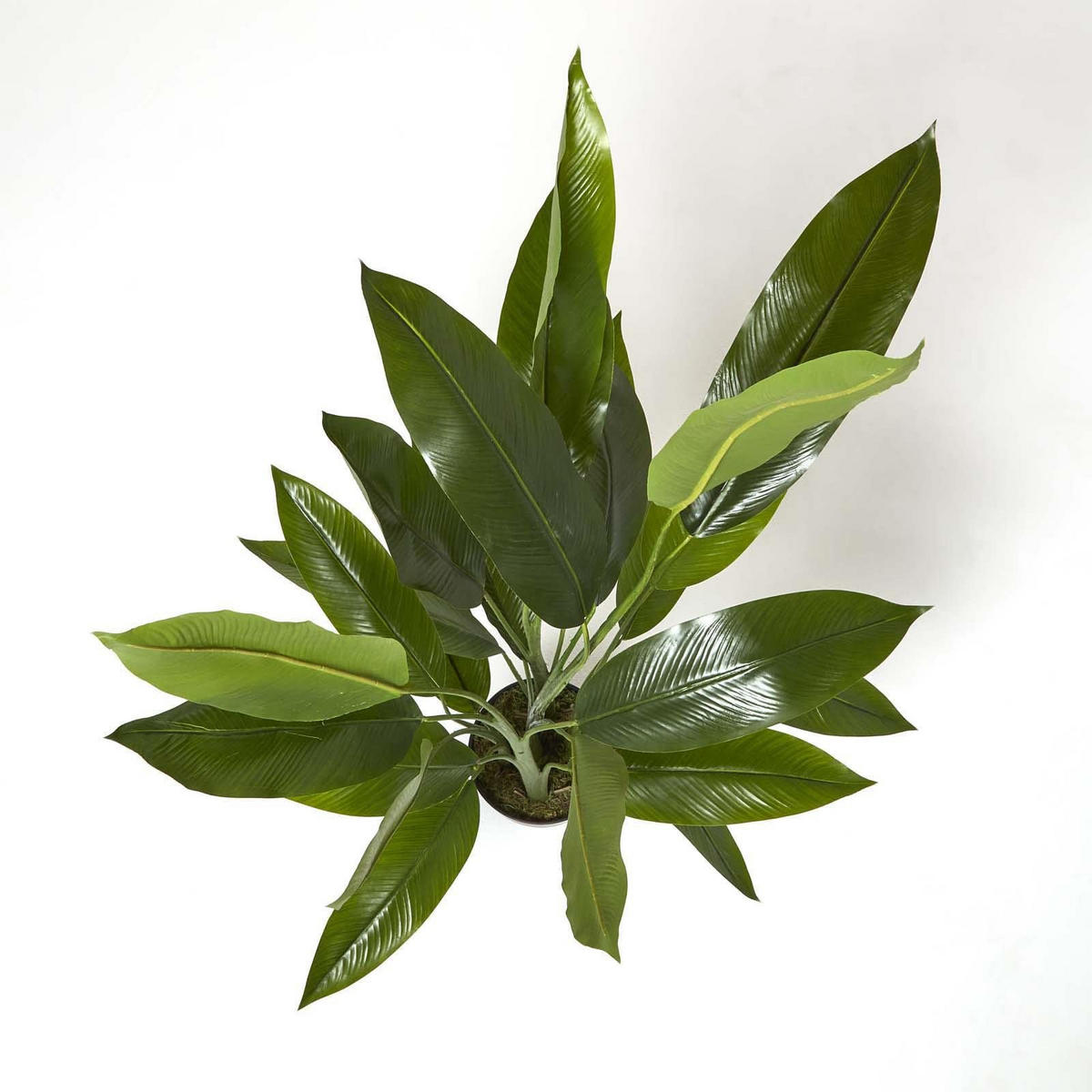 KUNSTPFLANZE Heliconia, 140 cm - Grün, Kunststoff (140cm) - Homescapes