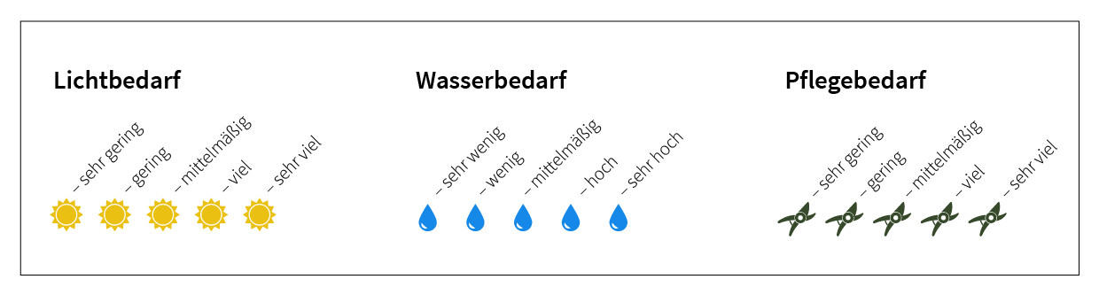 Legende Pflegebedarf, Die passende Pflanze für jedes Zimmer XXXLutz