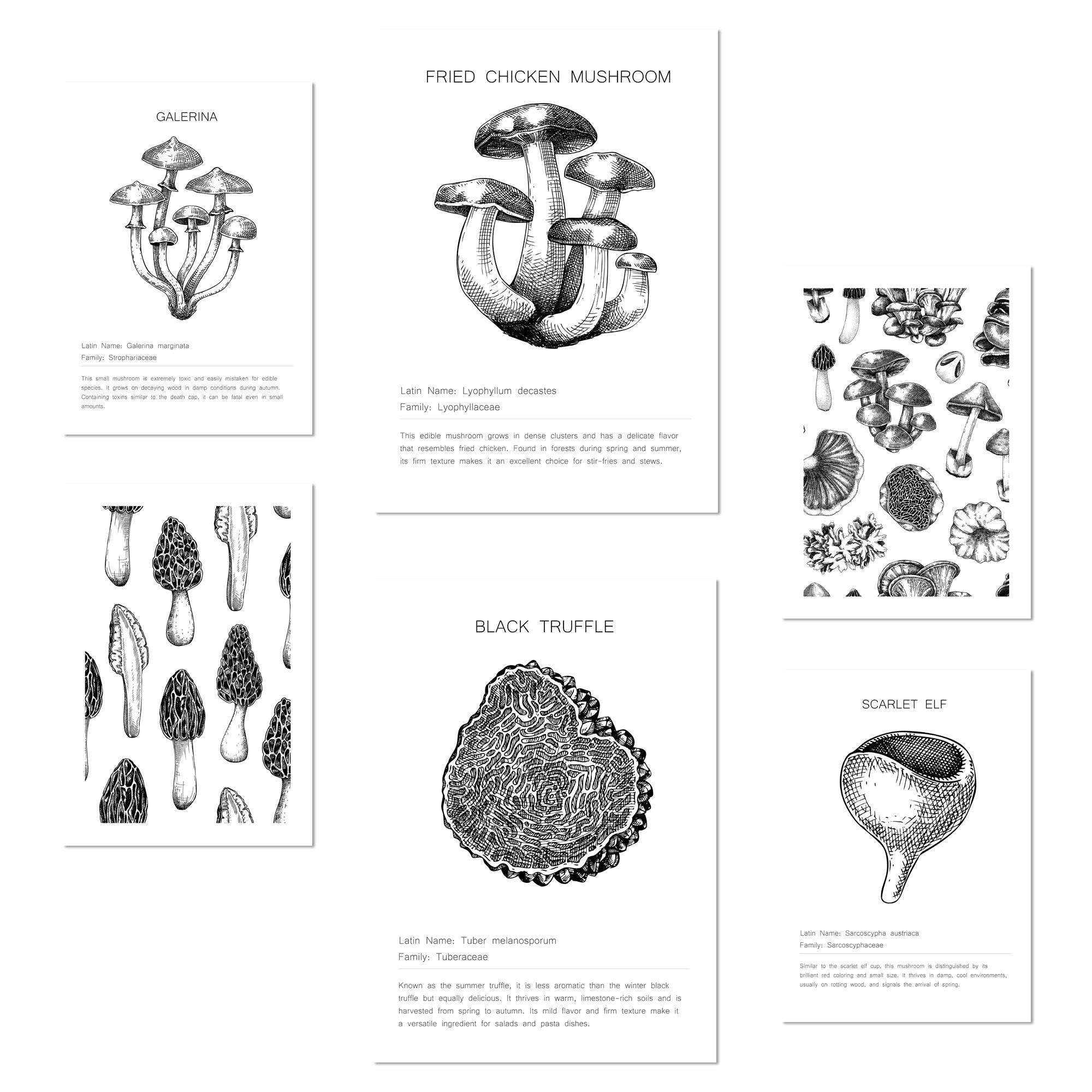 POSTER Set Mit 6 Dekorative Von Pilzarten, Blatt Mit A3 & A4 Rahmenlos - Klar, Papier (29/3cm) - Nacnic