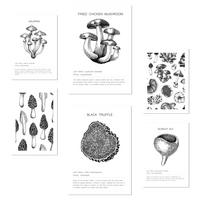 POSTER Set Mit 6 Dekorative Von Pilzarten, Blatt Mit A3 & A4 Rahmenlos - Klar, Papier (29/3cm) - Nacnic