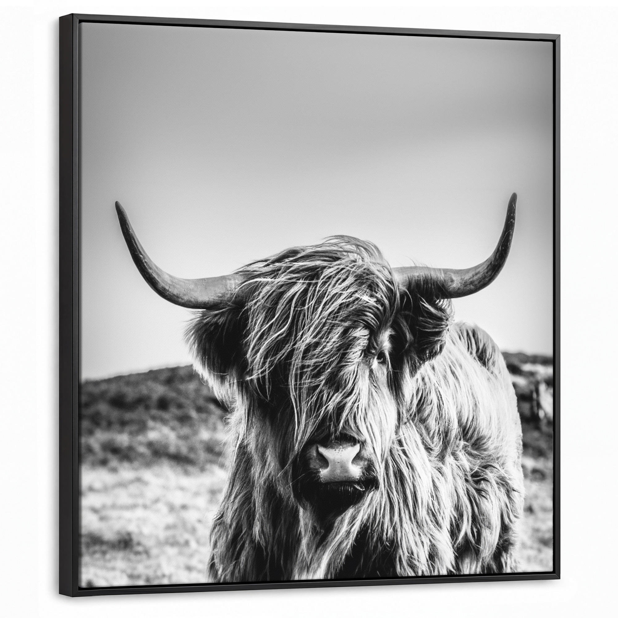 LEINWAND Bilder mit Rahmen - Kuh - Schottischer Hochländer - Schwarz - Weiß - Tier - Natur - Wildtiere - 90x90 - Schwarz, Textil (90/90cm) - MuchoWow