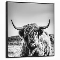 LEINWAND Bilder mit Rahmen - Kuh - Schottischer Hochländer - Schwarz - Weiß - Tier - Natur - Wildtiere - 90x90 - Schwarz, Textil (90/90cm) - MuchoWow