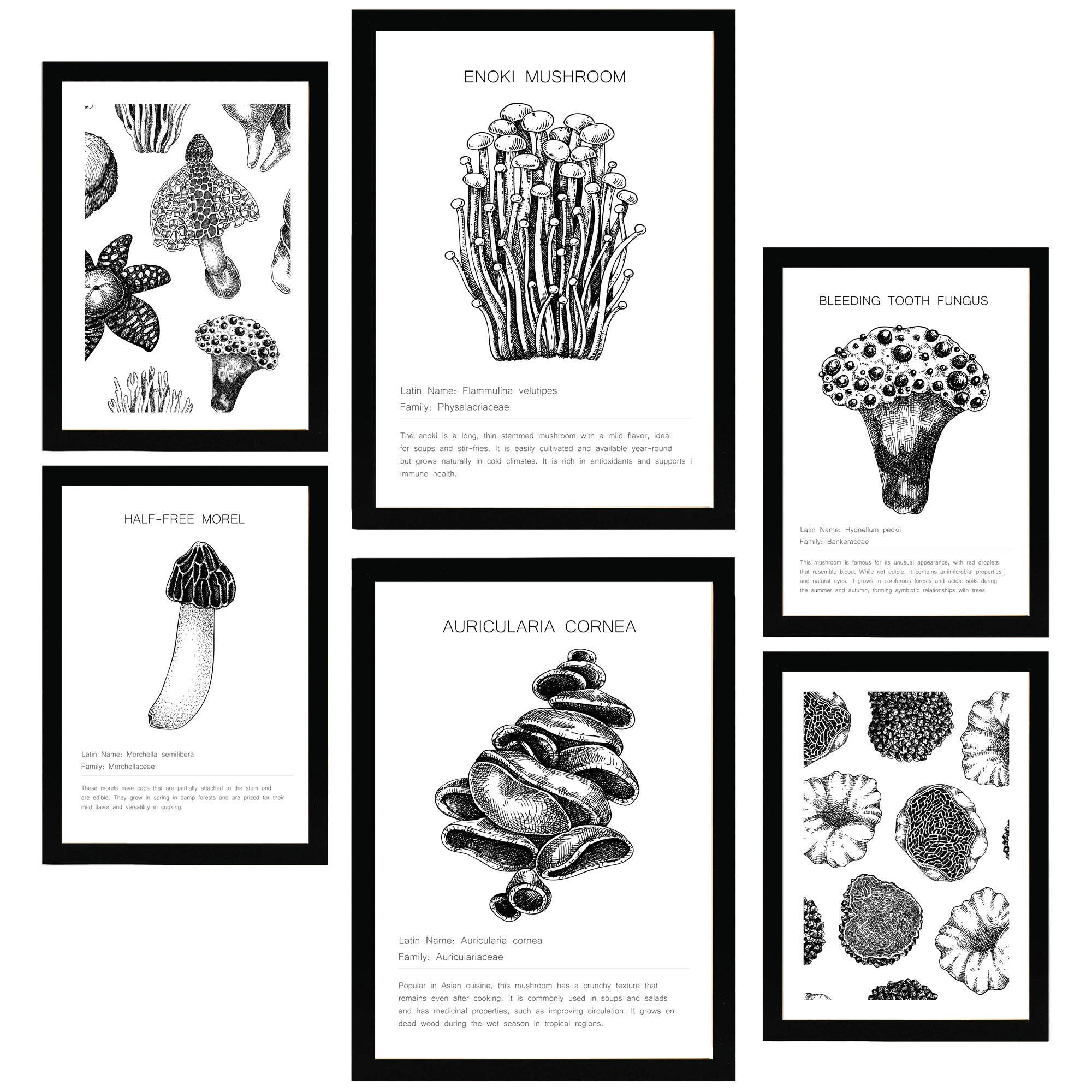 POSTER Set Mit 6 Komposition Aus Schwarzen & Weißen Pilzen & Homgos A3 & A4 Schwarzer Rahmen - Schwarz, Papier (29/3cm) - Nacnic