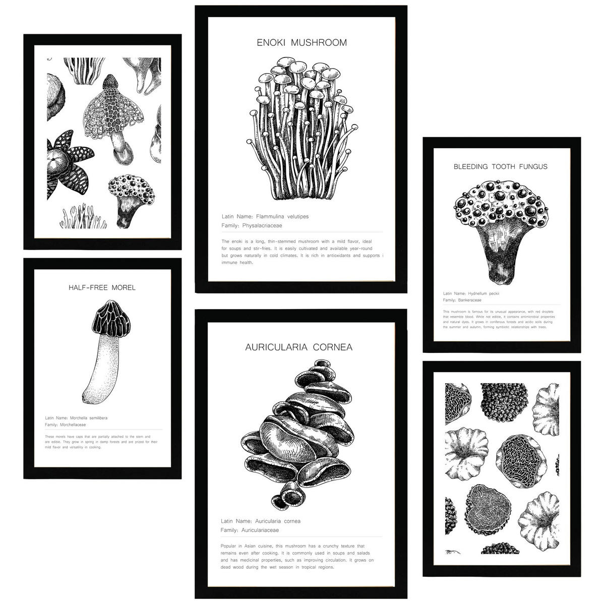 POSTER Set Mit 6 Komposition Aus Schwarzen & Weißen Pilzen & Homgos A3 & A4 Schwarzer Rahmen - Schwarz, Papier (29/3cm) - Nacnic