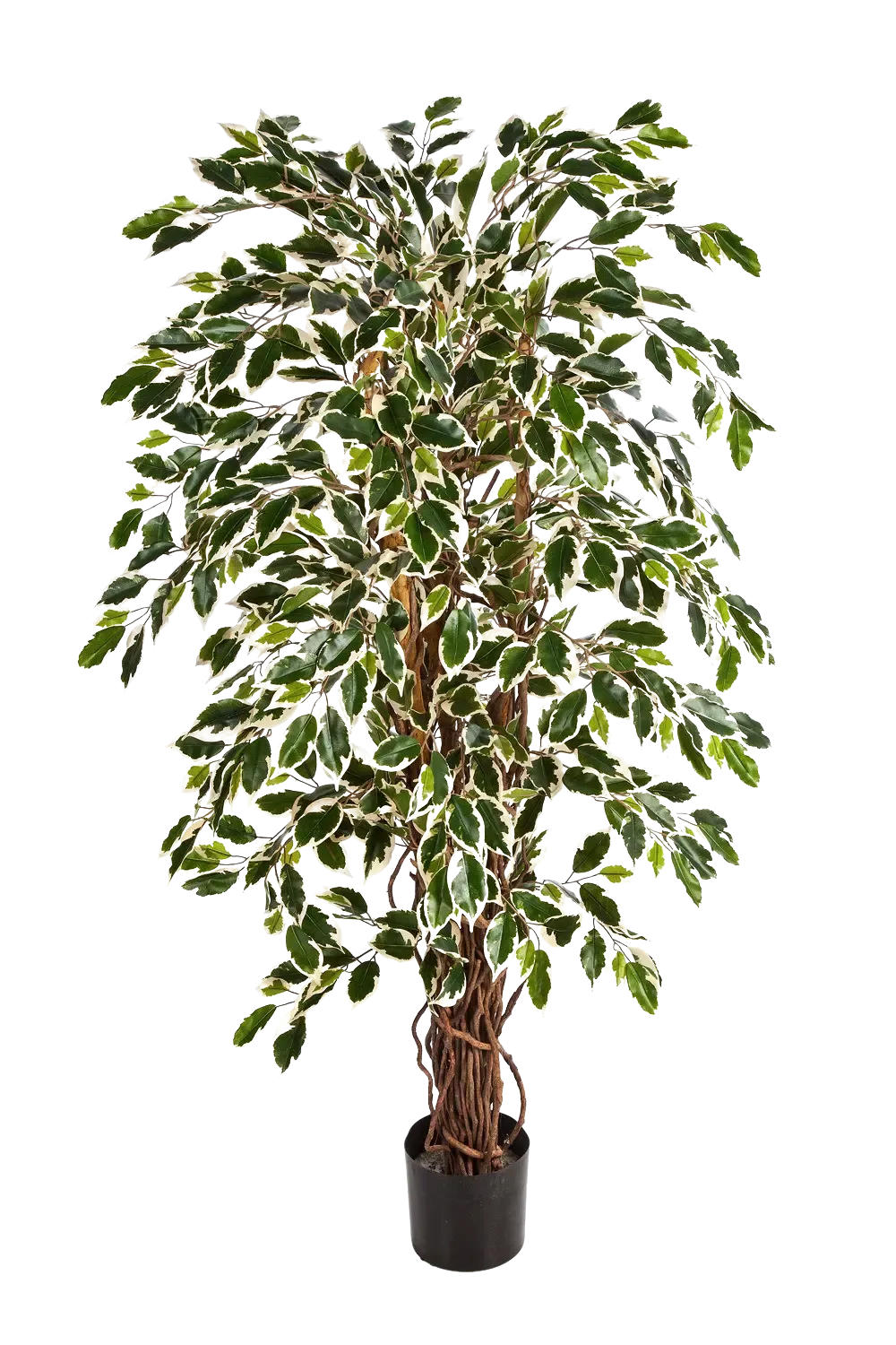 KUNSTBAUM Künstlicher Ficus - Ismael 210 cm - Multicolor, Kunststoff (210cm) - aplanta