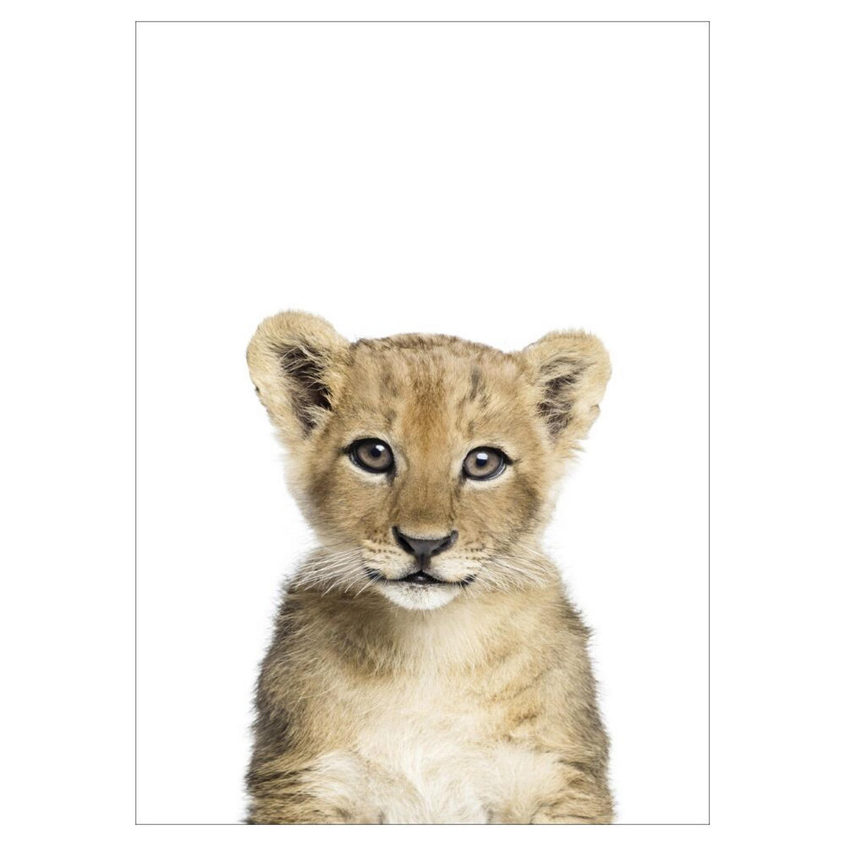 POSTER Kathrin Pienaar - Baby Lion - Weiß, Papier (50/70/0.1cm) - Poster&Frame