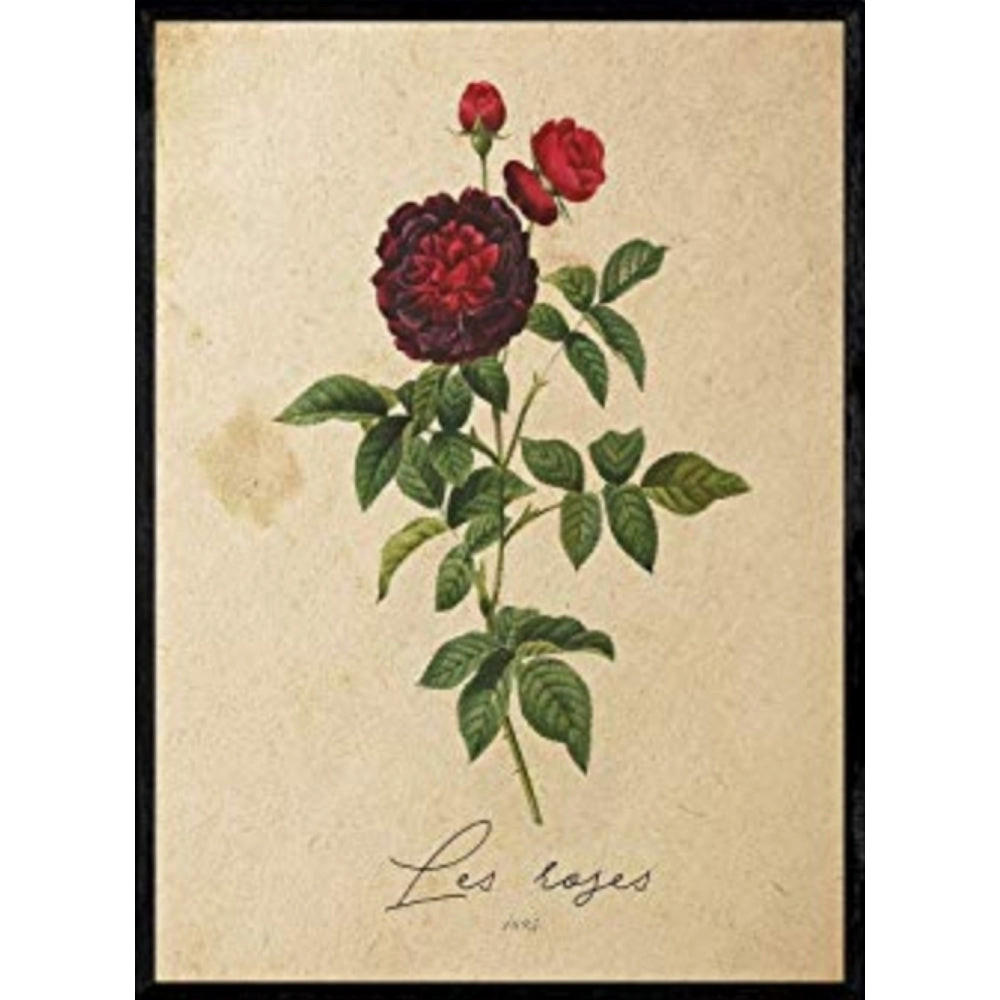 POSTER Rosen 2. A4 Rahmenlos - Klar, Papier (29.7/5/21cm) - Nacnic