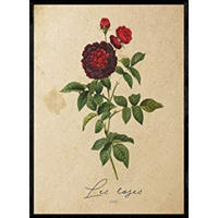 POSTER Rosen 2. A4 Rahmenlos - Klar, Papier (29.7/5/21cm) - Nacnic