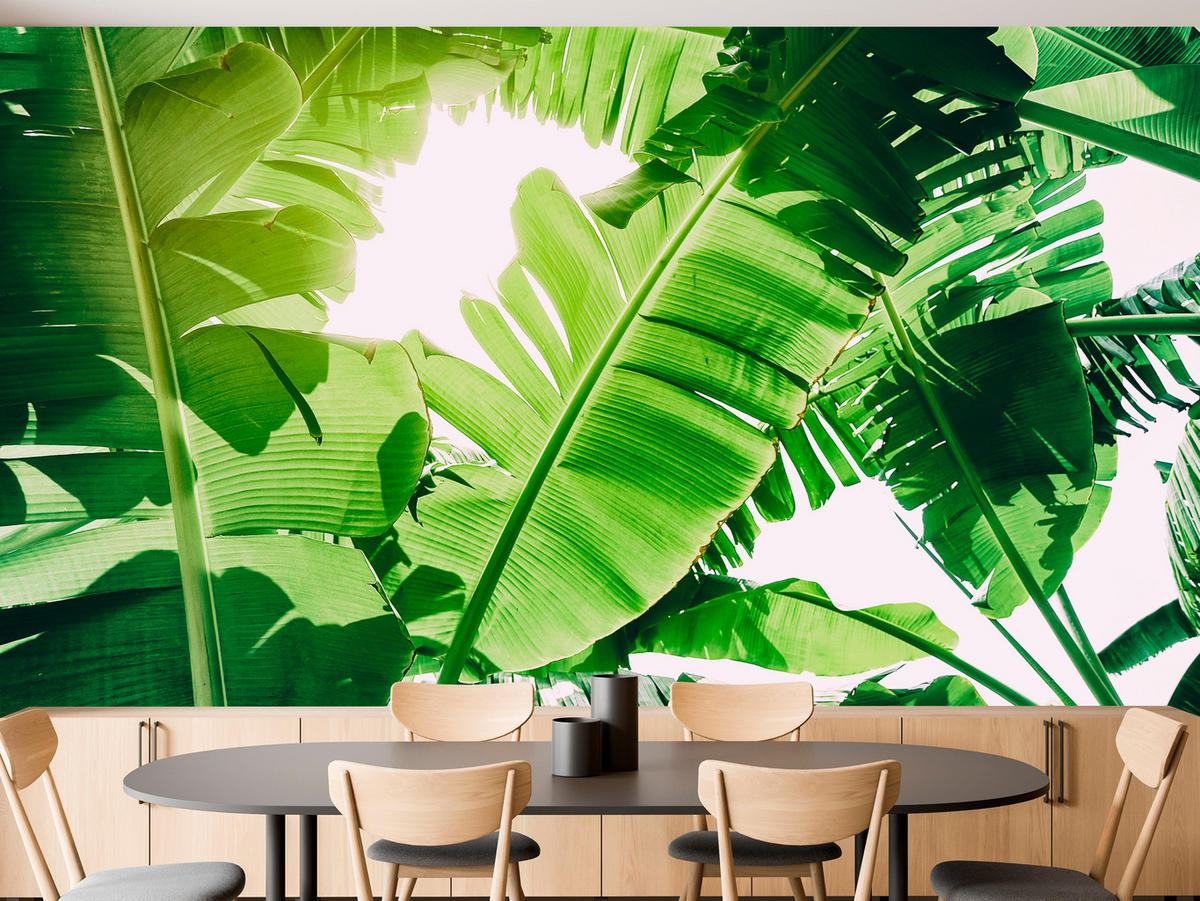 FOTOTAPETA Pre Obývaciu Izbu Banánovník Zelené Listy Tropická 450 x 315 cm - biela/zelená, papier (450/315cm) - Muralo