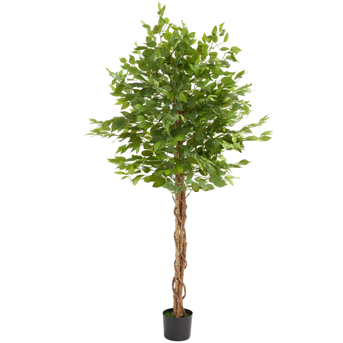 KÜNSTLICHER FICUSBAUM Fida, grün - Grün, Kunststoff (180cm) - tectake