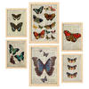 POSTER Set Mit 6 Schmetterlinge Vintage Papier Stil Plakate Mit Enzyklopädie Hintergründen Bunte Schmetterlinge A3 & A4 Rahmen Aus Hellem Holz - Beige, Papier (29/3cm) - Nacnic