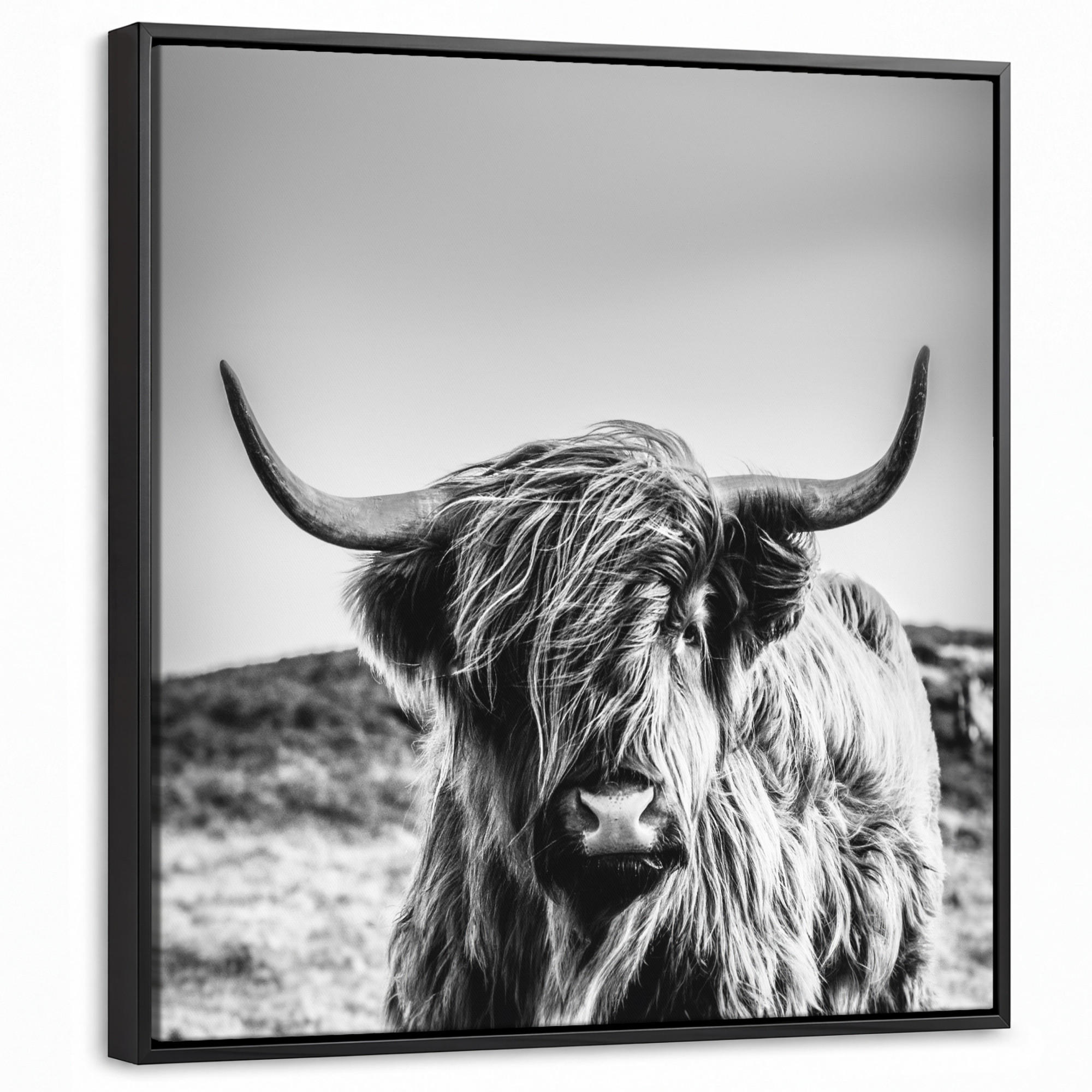 LEINWAND Bilder mit Rahmen - Kuh - Schottischer Hochländer - Schwarz - Weiß - Tier - Natur - Wildtiere - 50x50 - Schwarz, Textil (50/50cm) - MuchoWow