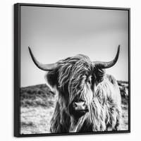 LEINWAND Bilder mit Rahmen - Kuh - Schottischer Hochländer - Schwarz - Weiß - Tier - Natur - Wildtiere - 50x50 - Schwarz, Textil (50/50cm) - MuchoWow