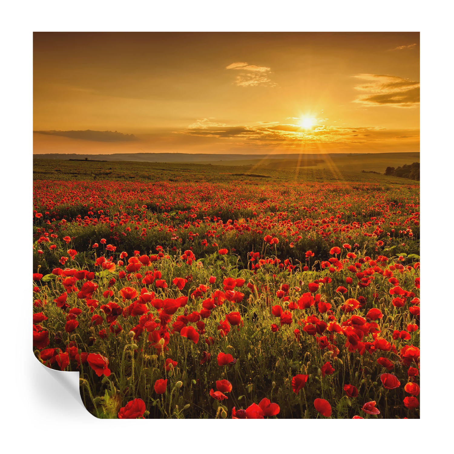 FOTOTAPETE 250x250 cm - Mohnfeld - Rot, Textil (250/250cm) - Wallfluent