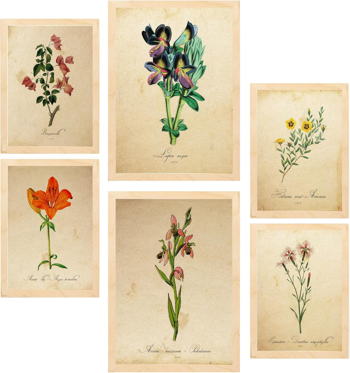 POSTER Set Mit 6 Botanica Frühlingszeit A3 & A4 Rahmen Aus Hellem Holz - Beige, Papier (29/3/42cm) - Nacnic