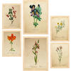 POSTER Set Mit 6 Botanica Frühlingszeit A3 & A4 Rahmen Aus Hellem Holz - Beige, Papier (29/3/42cm) - Nacnic