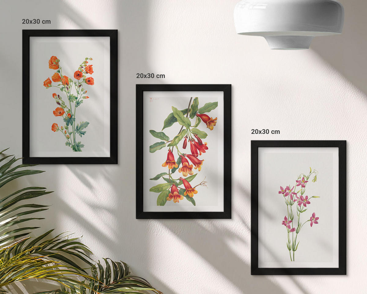 BILDER SET 3er Set - 20x30 cm Schwarzer Rahmen - Vintage-Retro-Blumenmalerei - Schwarz, Kunststoff (20/30cm) - TULUP