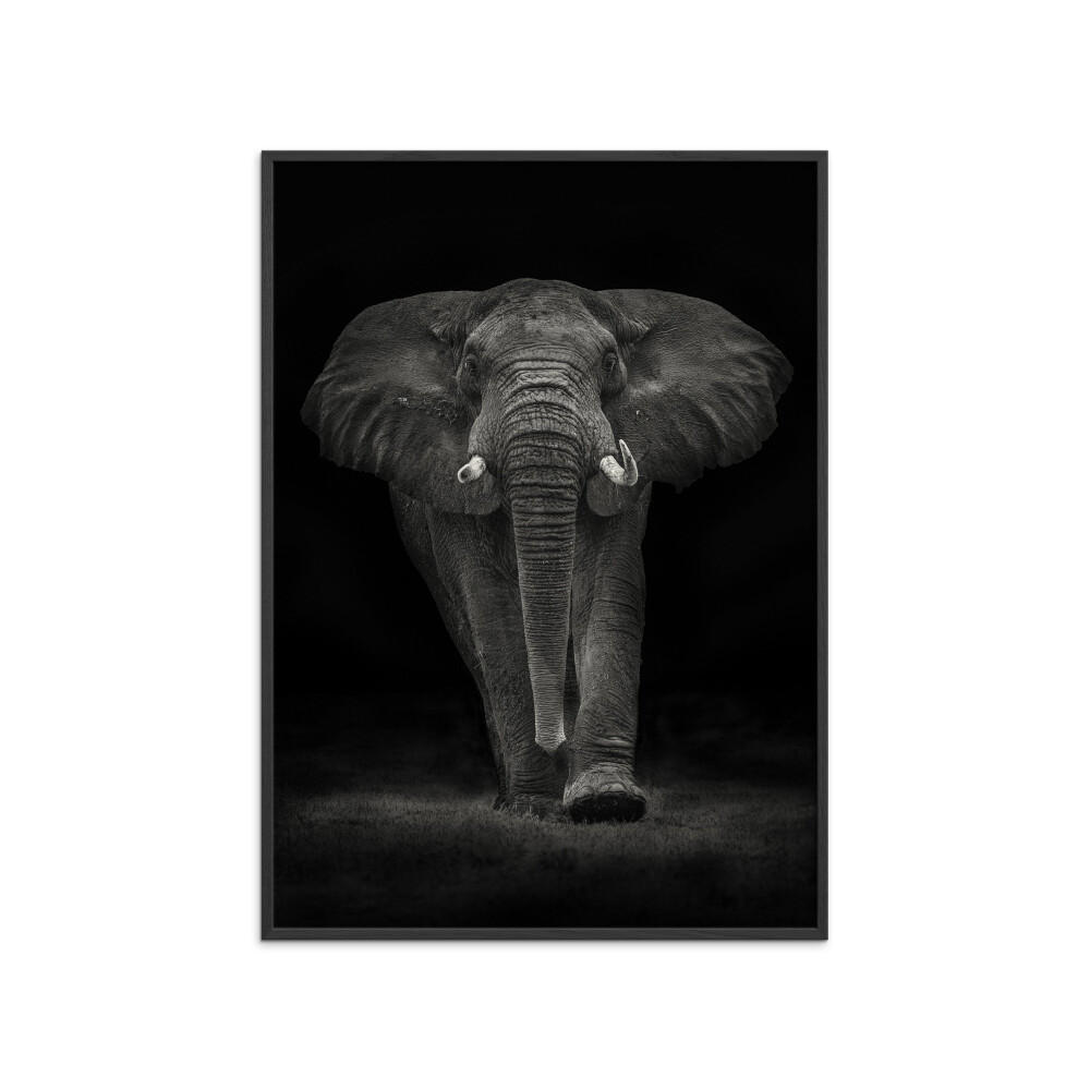 POSTER mit Rahmen Mario Moreno - Ngorongoro Bull - Dunkelgrau/Schwarz, Holz/Papier (50/70cm) - Poster&Frame