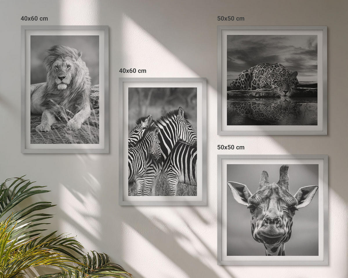 BILDER SET 4er Set - 50x50 cm & 40x60 cm Silberner Rahmen - Wildtiere Löwe Jaguar Giraffe Zebras - Silberfarben, Kunststoff (50/50cm) - TULUP