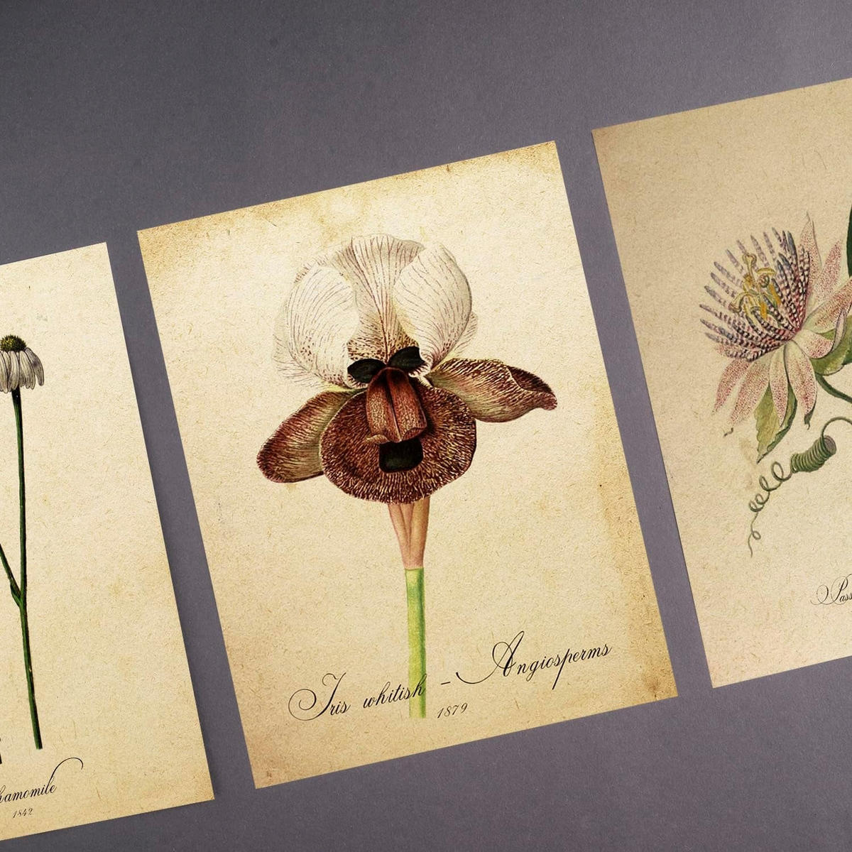 POSTER Set Mit 6 Vintage-Blumen Größe A3 und A4 Rahmenlos - Klar, Papier (29.7/1/42cm) - Nacnic