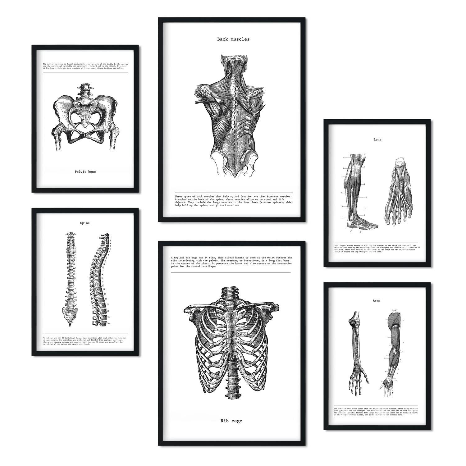 POSTER Set Mit 6 Anatomie Muskeln, Bein, Arm, Wirbelsäule, Becken A3 & A4 Rahmenlos - Klar, Papier (29/3cm) - Nacnic
