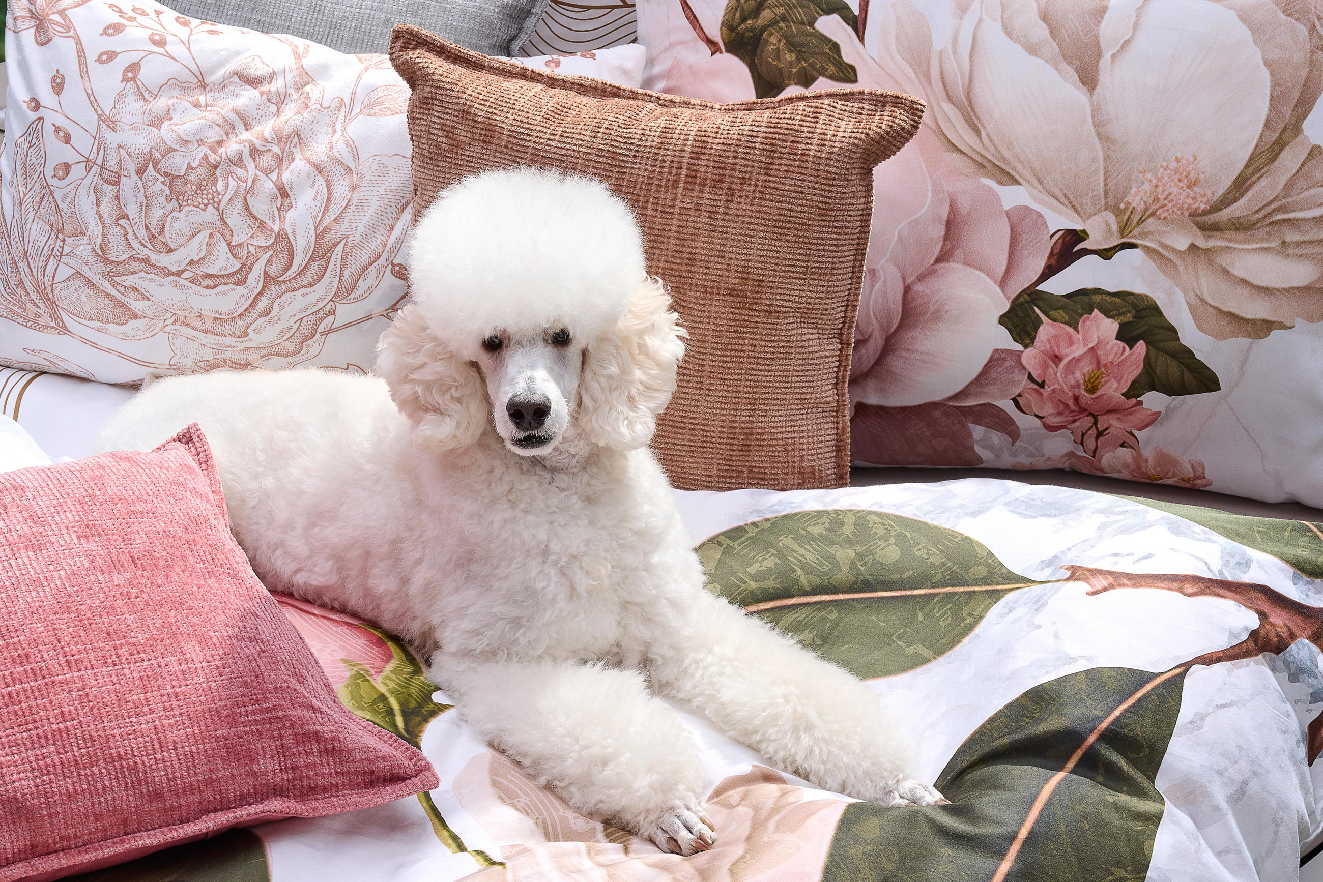 Bett mit blumigen Polstern und weißem Hund