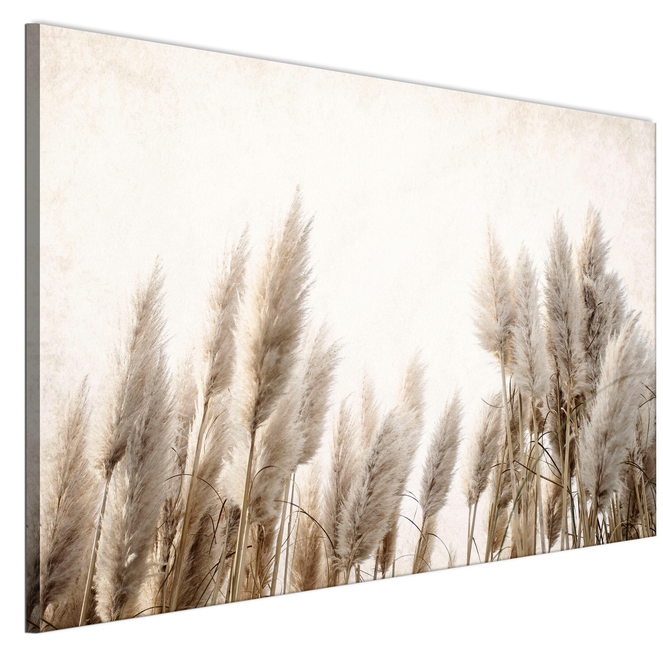LEINWANDBILD Pampasgras 120x80 cm - Multicolor, Holz (120/80cm) - LUMASOUL