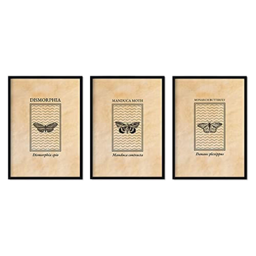 POSTER Set Mit 3 Insekten Blätter A4 Rahmenlos - Klar, Papier (29.7/5/21cm) - Nacnic