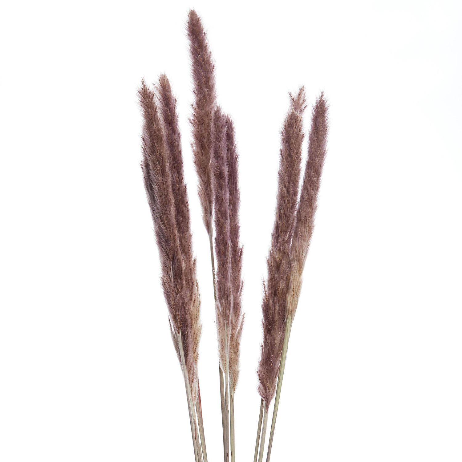 TROCKENBLUMEN SCHLEIERKRAUT Flower Market - Braun, Naturmaterialien (1cm) - Butlers