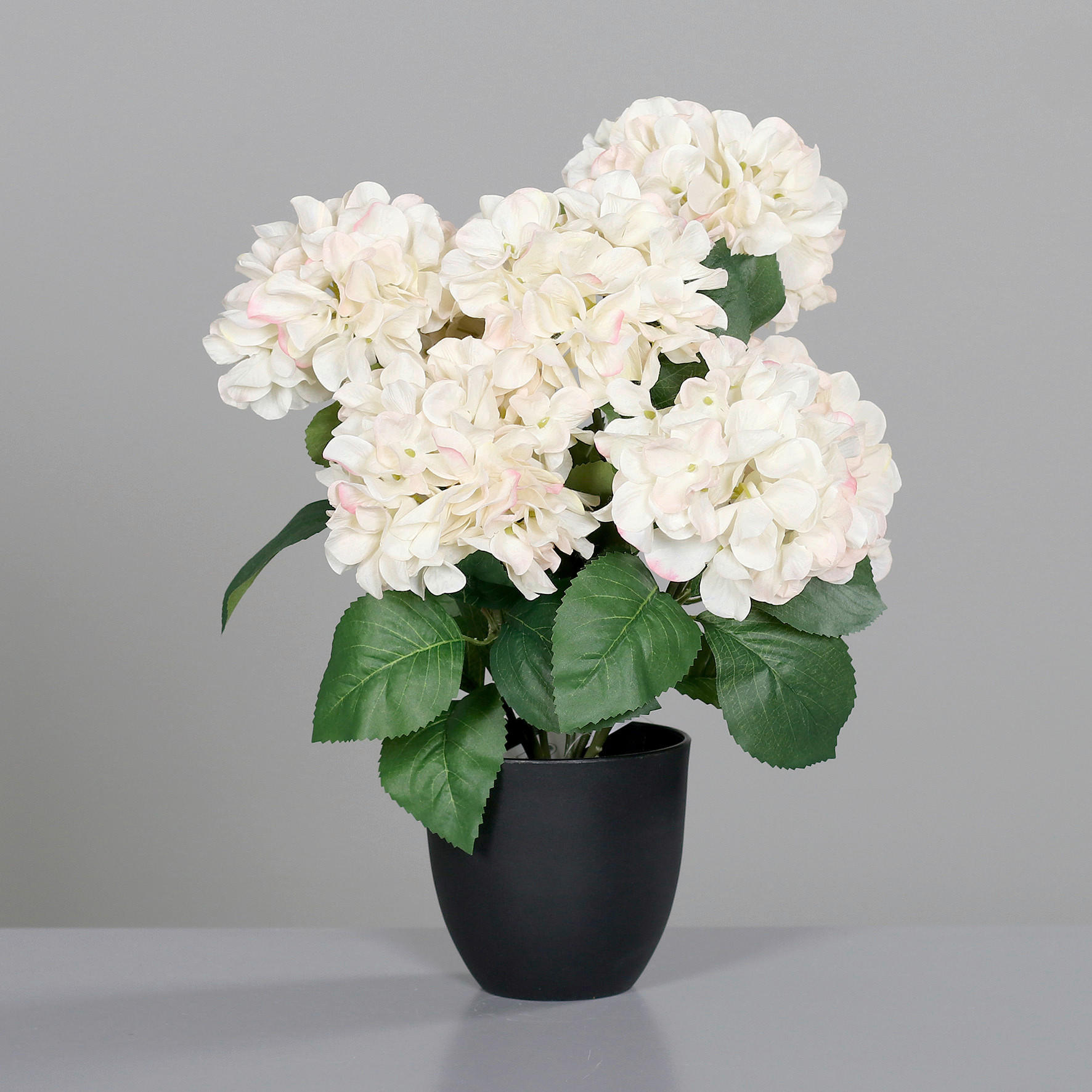HORTENSIE  - Basics (45cm)