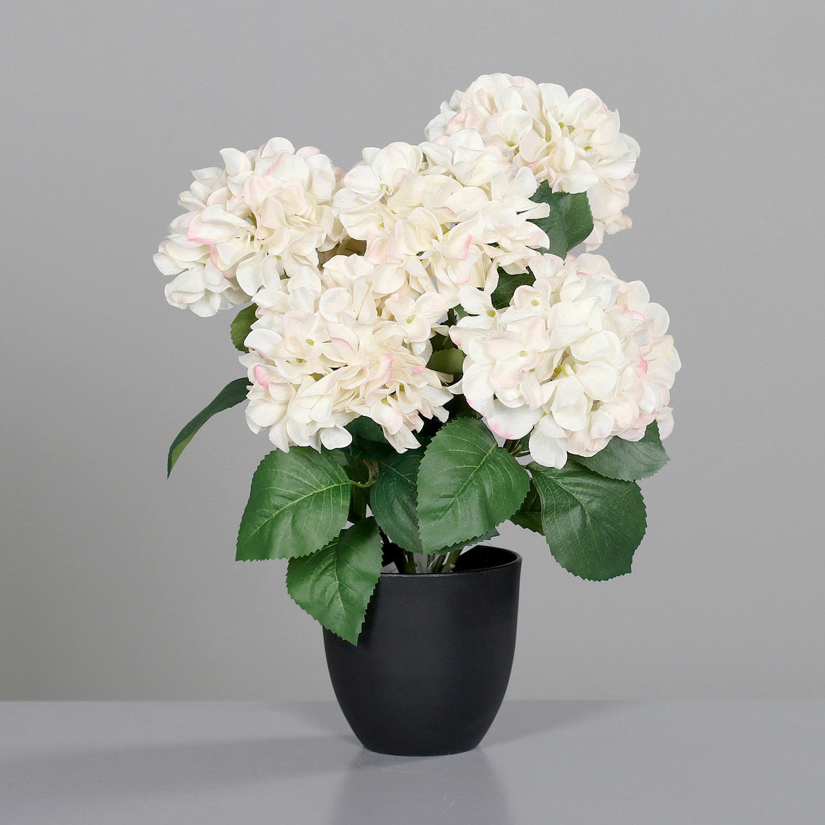 HORTENSIE  - Basics (45cm)