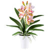 KUNSTPFLANZE Orchidee 53 cm  - Rosa/Weiß, Design, Kunststoff (53cm) - P & B